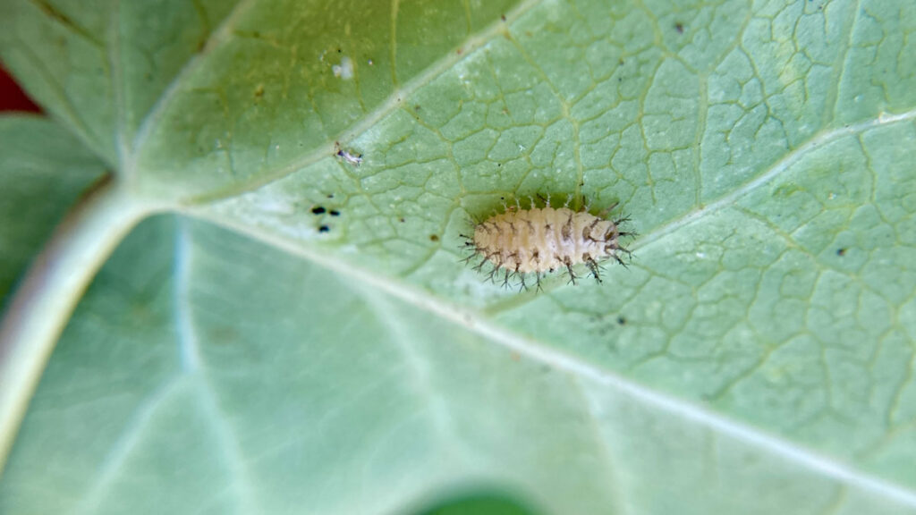 自然栽培で発生しやすい病害虫の症状と効果的な対策方法