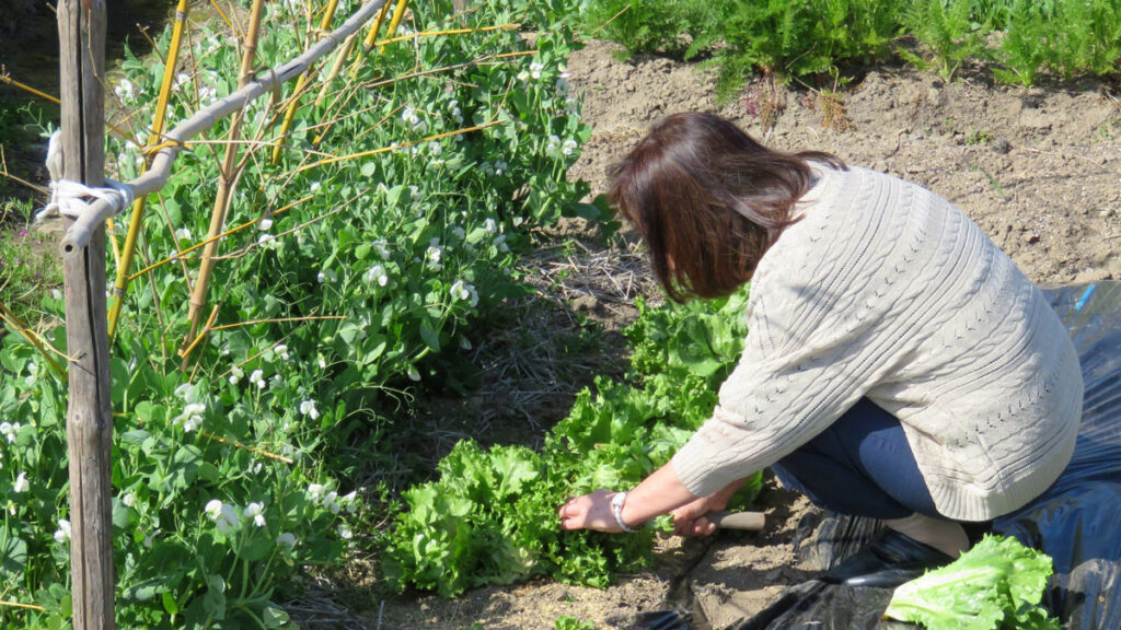 無農薬でおいしい野菜を作る秘訣：初心者向け自然栽培ガイド