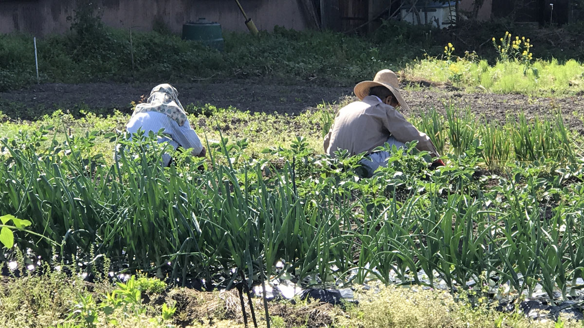 畑作業の老夫婦