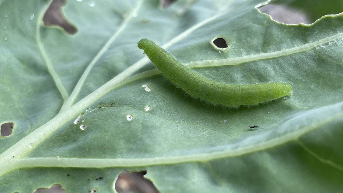 モンシロチョウの幼虫に作物を食べられた被害