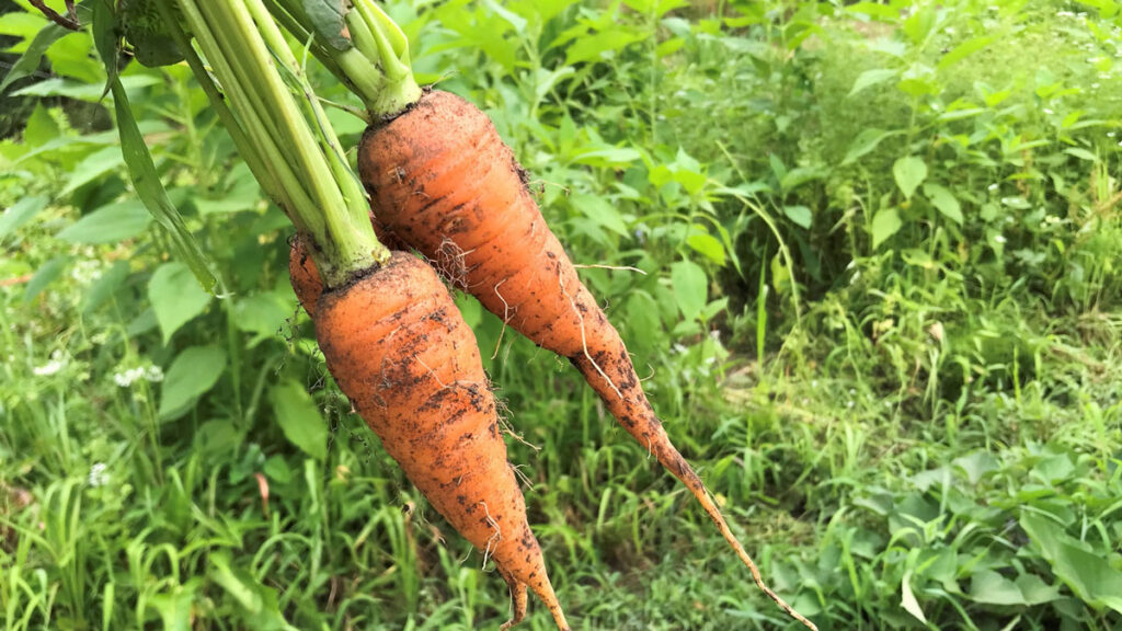 【初心者必見】自然栽培でにんじんを育てる方法：無農薬・無肥料で楽しむ家庭菜園