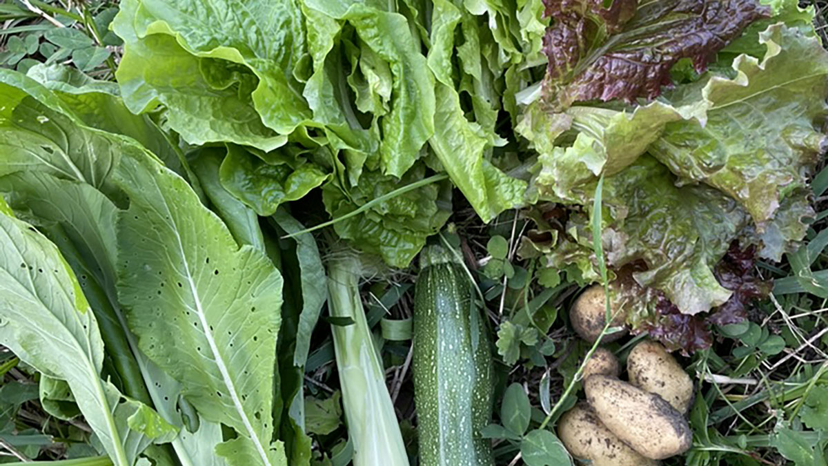 無農薬で収穫した野菜