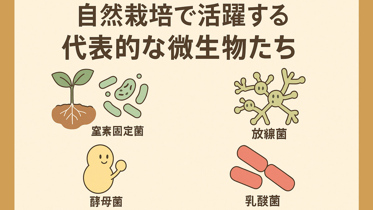 自然栽培で活躍する微生物（窒素固定菌・放線菌・酵母菌・乳酸菌）をわかりやすく図解した日本語インフォグラフィック。やさしい色合いとナチュラルなデザインで構成されている。