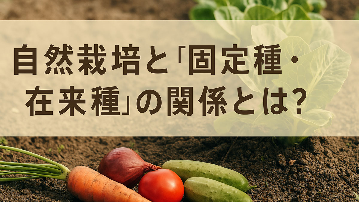 自然栽培の畑で育つ多様な固定種・在来種の野菜を描いた画像。「自然栽培と“固定種・在来種”の関係とは？」という日本語テキスト入りで、優しい光とナチュラルな配色が特徴。