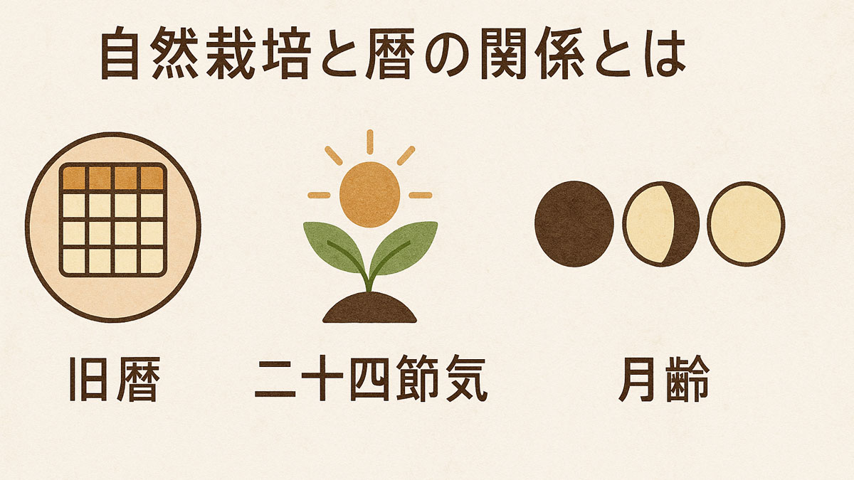 「旧暦」「二十四節気」「月齢」をイラストで表現し、「自然栽培と暦の関係とは」の日本語テキストが中央に配置された、ナチュラルな色合いの優しい解説画像。