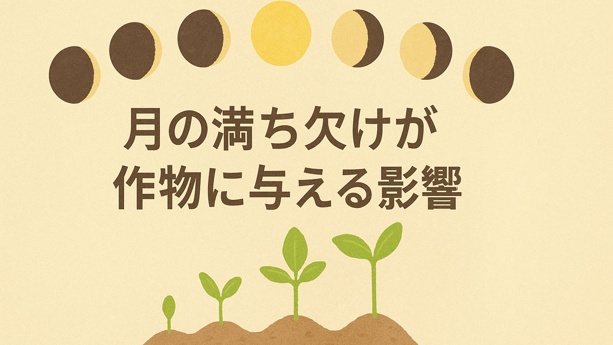 月の満ち欠けの変化と、それに応じて成長する作物のイラストを組み合わせ、「月の満ち欠けが作物に与える影響」のテキストが中央に配置されたナチュラル系の解説画像。